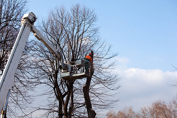 Best Arborist Consultation Services  in USA